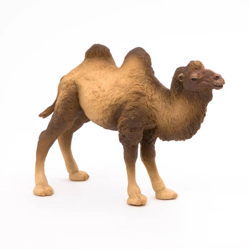 Baktrisk Kamel, Papo
