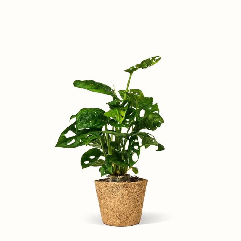 Monstera Adansonii - Swiss Cheese Plant - Mellem (h:25 Cm - ø:11 Cm) - Potteplanten.dk