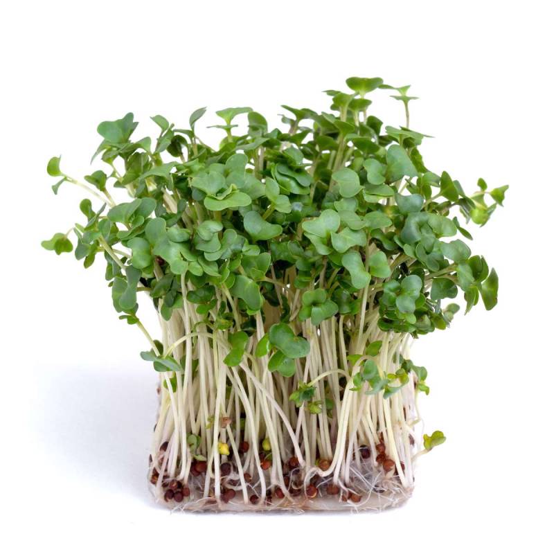 Broccoli Calab. Frø Til Mikrogrønt 100g - Sunflux