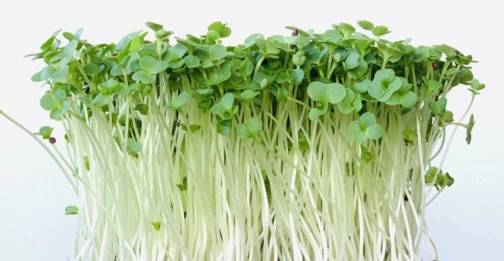 øko Broccoli Raab Frø Mg
