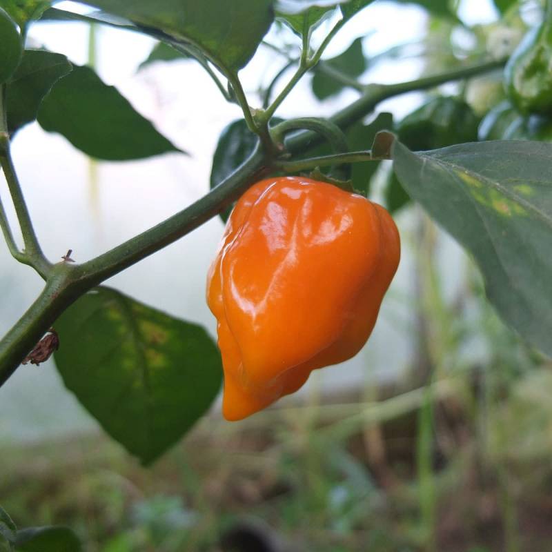 Habanero Yellow Chili Frø - Hot Chili