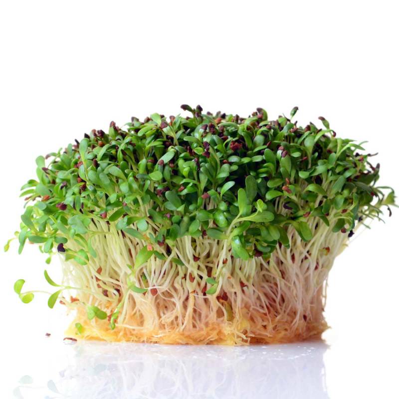 Alfalfa (lucerne) Frø Til Mikrogrønt 100g - Sunflux