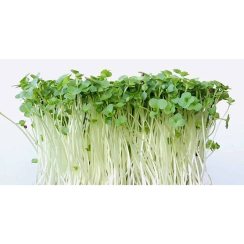 Broccoli Raab, øko, Til Mikrogrønt 100g - Sunflux