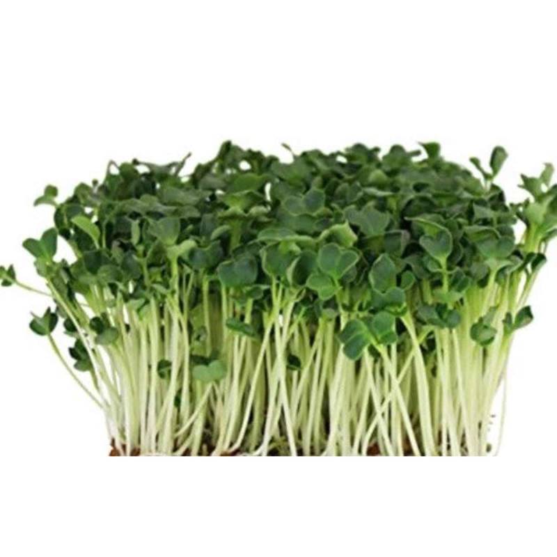 Radise Daikon Til Mikrogrønt 50 G - Sunflux