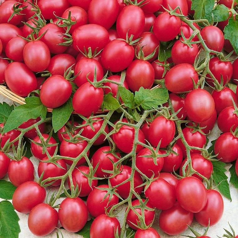 Rød Hindbær Tomat Frø - Raspberry Red Hood