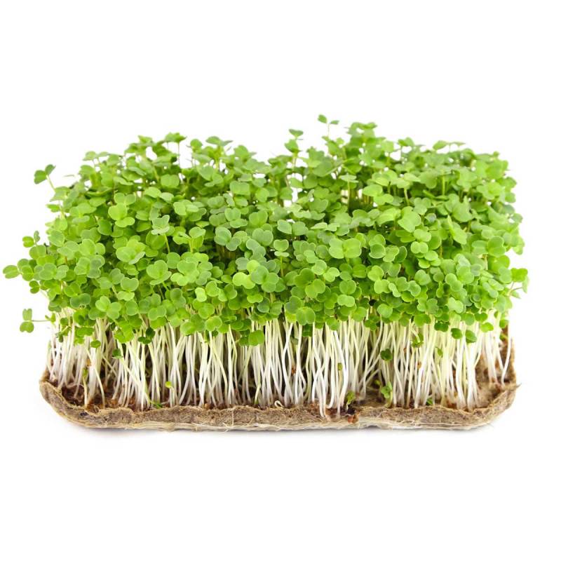Rucola øko. Frø Til Mikrogrønt 100g - Sunflux