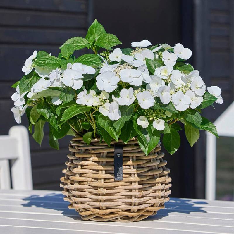 A2 Living - Rund Rattan Kurv H18cm