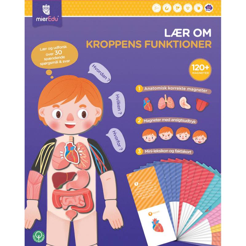 Magnetisk Legesæt, Lær Om Kroppens Funktioner, Mieredu