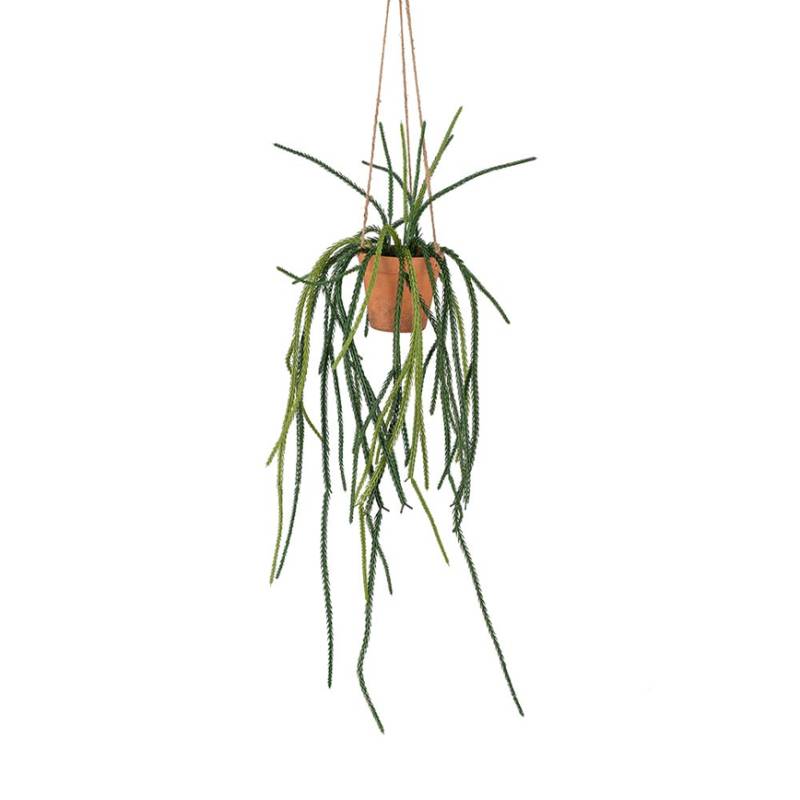 Senecio Hænge-Plante 3943-90-3 L60cm - Mr Plant